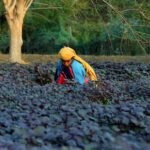 Digital Marketing for Agri Input Companies: Build Farmer Pull