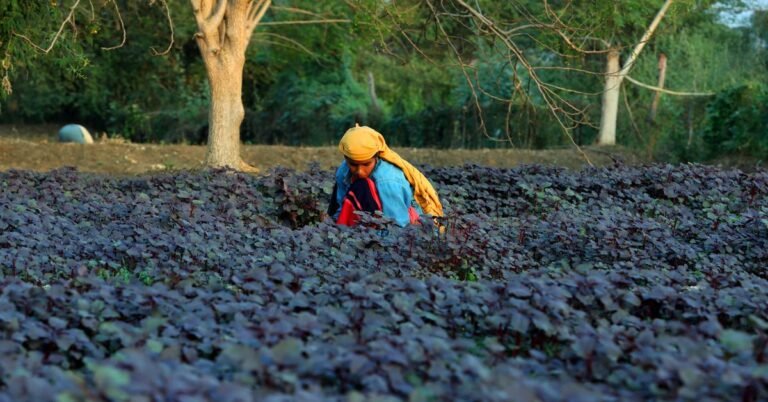 digital marketing for agri input companies with Indian farmers using mobile